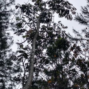 Copa de un árbol de ramas ralas recortada contra un cielo blanco de niebla.