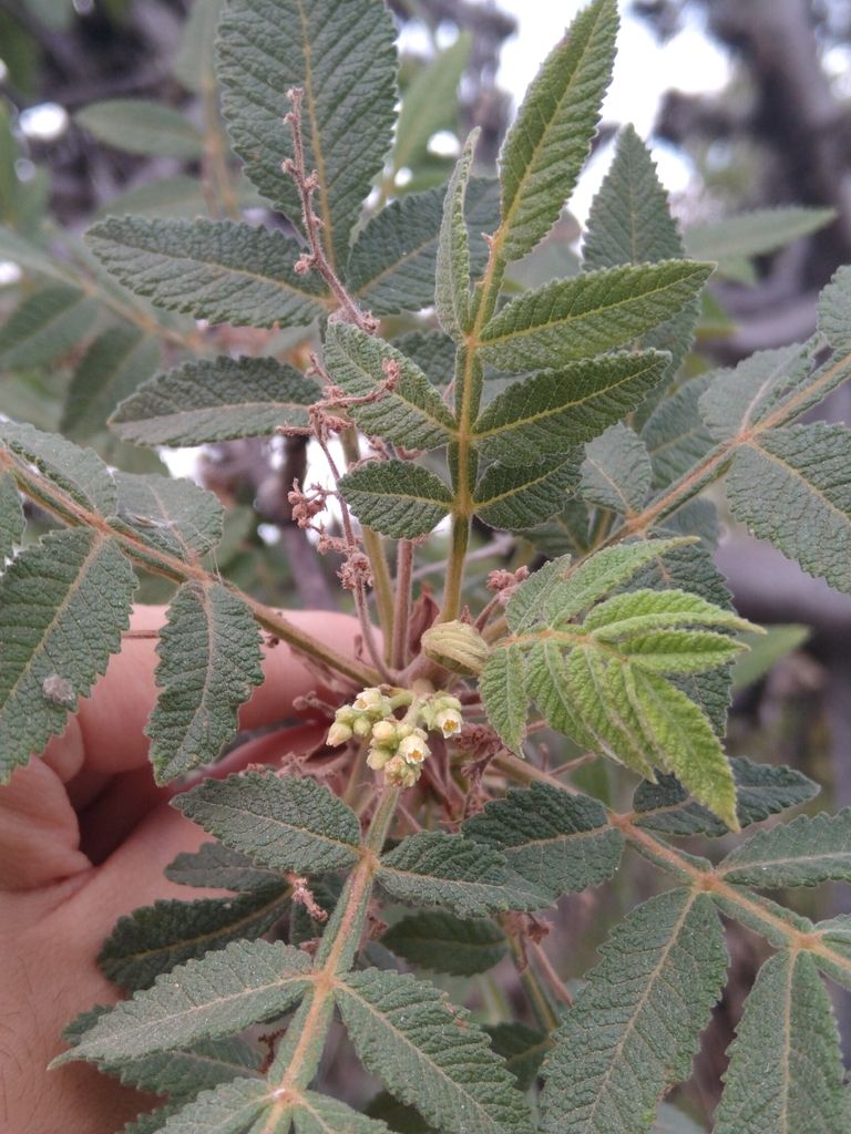 Una mano sostiene una rama de copal religioso con las flores menudas y la hoja pinnada.