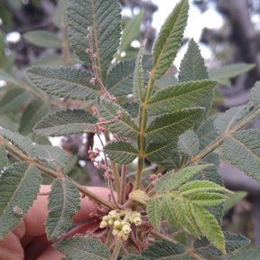 Una mano sostiene una rama de copal religioso con las flores menudas y la hoja pinnada.