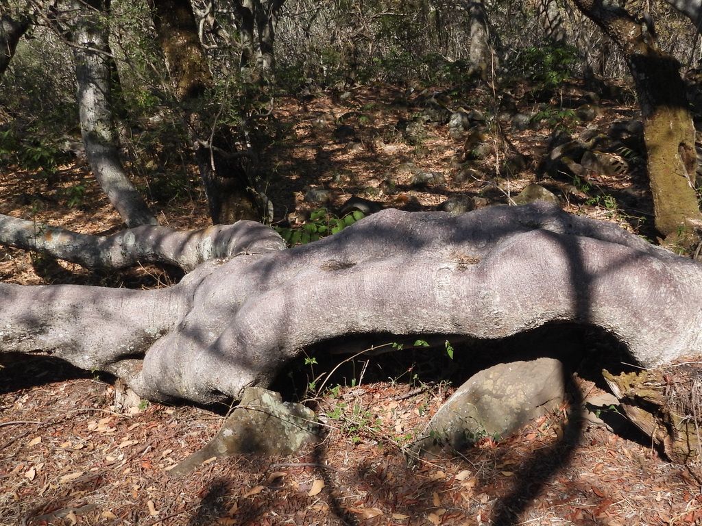 Tronco grueso y tendido de un copal religioso viejo sobre la hojarasca.