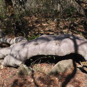 Tronco grueso y tendido de un copal religioso viejo sobre la hojarasca.