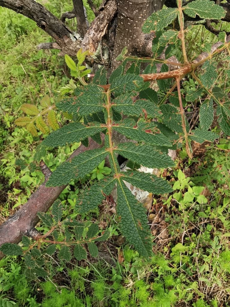 Hoja pinnada y aserrada de copal religioso junto al tronco, entre la hierba.