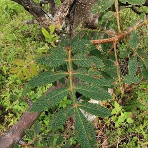 Hoja pinnada y aserrada de copal religioso junto al tronco, entre la hierba.
