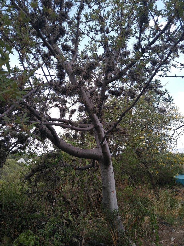 Copal religioso de tronco claro y copa rala creciendo en una ladera de matorral.