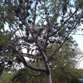 Copal religioso de tronco claro y copa rala creciendo en una ladera de matorral.