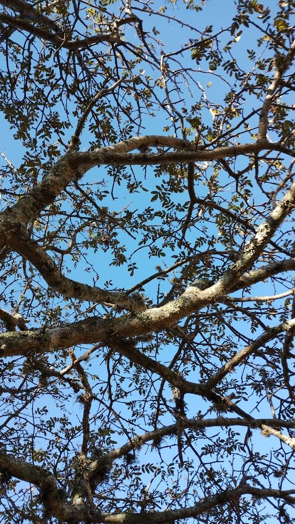 Ramas retorcidas de copal religioso recortadas contra un cielo azul intenso.