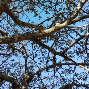 Ramas retorcidas de copal religioso recortadas contra un cielo azul intenso.