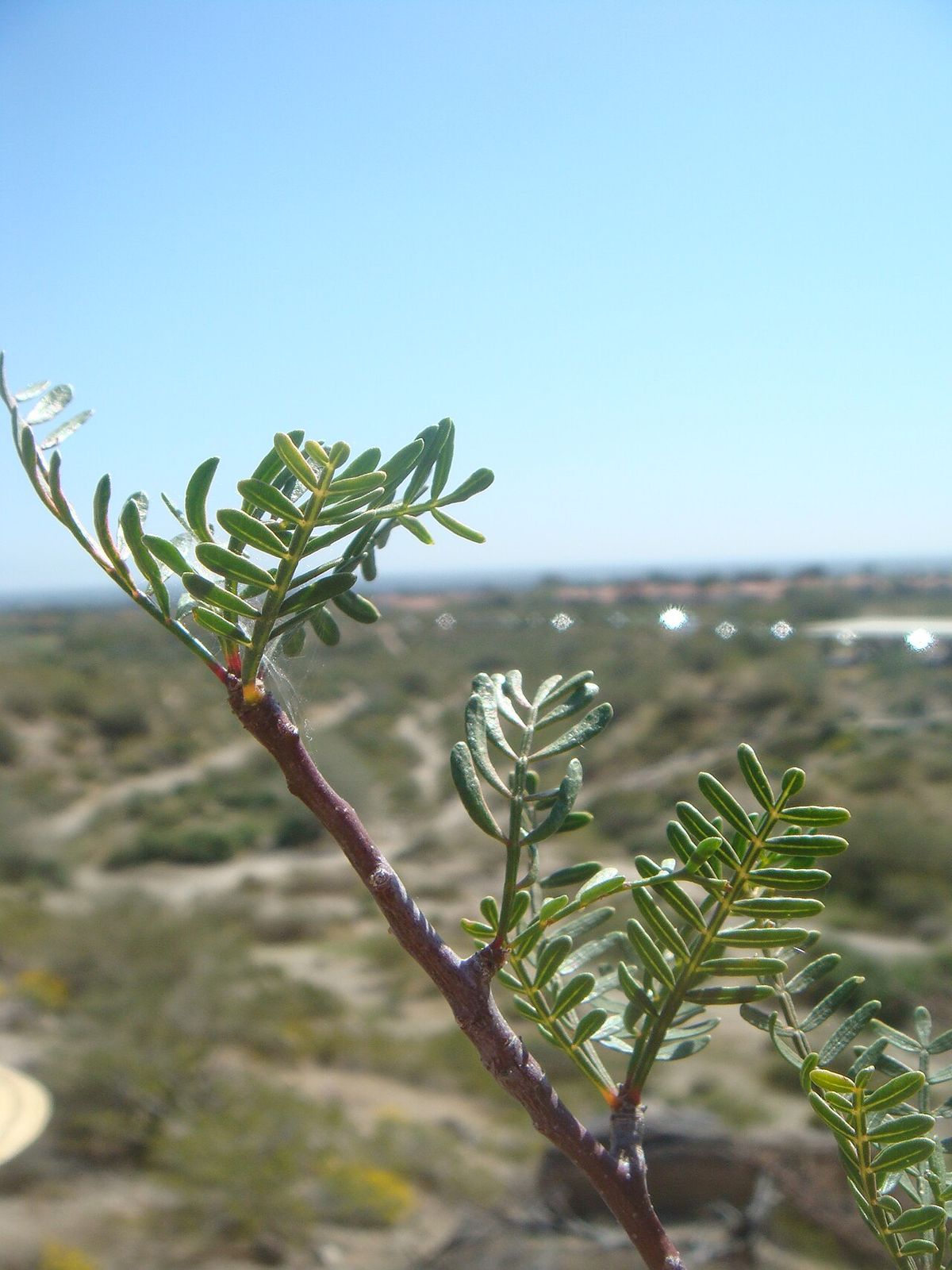 Ramilla de cuajiote colorado con hojas pinnadas y finas sobre el llano del desierto.