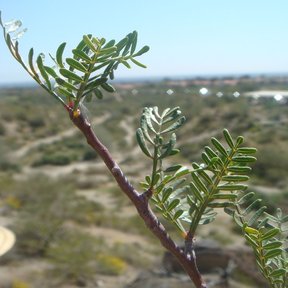 Ramilla de cuajiote colorado con hojas pinnadas y finas sobre el llano del desierto.