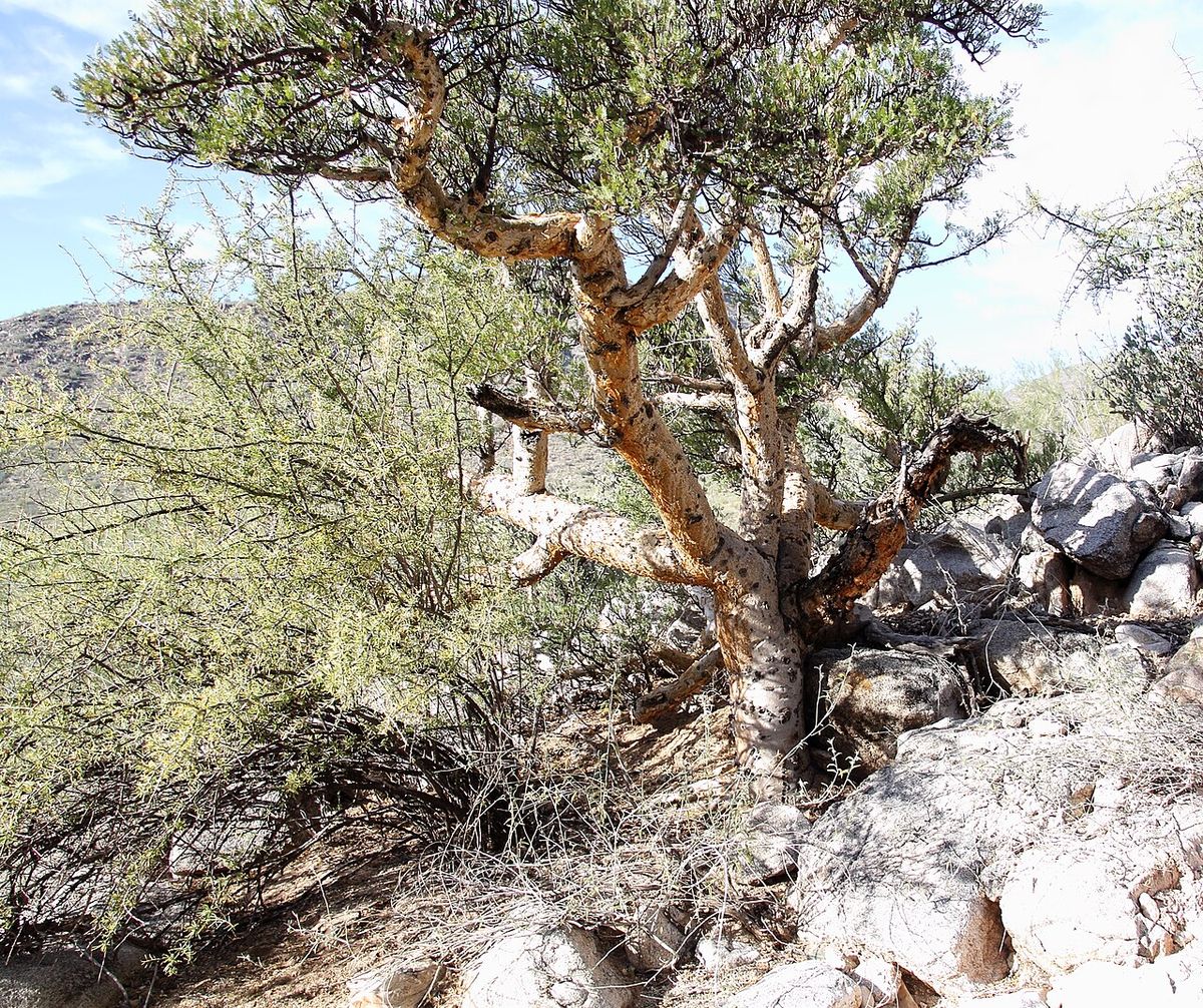 Cuajiote colorado de ramas retorcidas creciendo entre rocas claras del desierto.