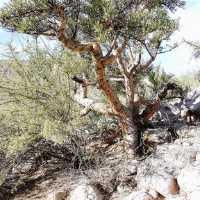 Cuajiote colorado de ramas retorcidas creciendo entre rocas claras del desierto.