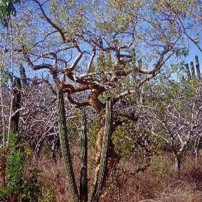 Cuajiote colorado de tronco pálido junto a cardones, en un matorral seco.