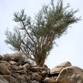 Cuajiote colorado sobre un afloramiento de roca, recortado contra el cielo.