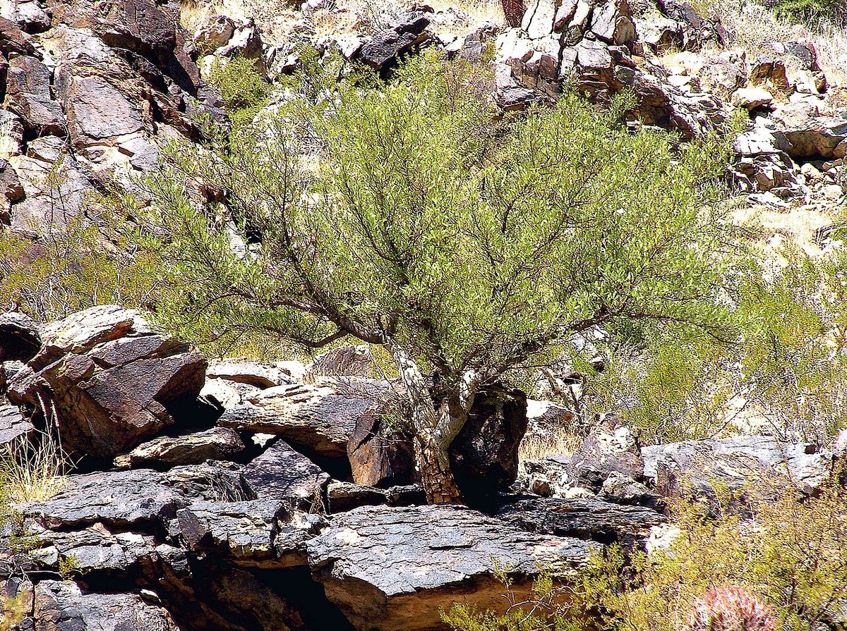Cuajiote colorado bajo y extendido creciendo sobre lajas de piedra oscura.