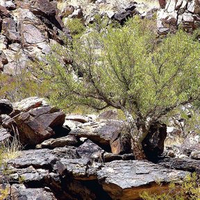 Cuajiote colorado bajo y extendido creciendo sobre lajas de piedra oscura.