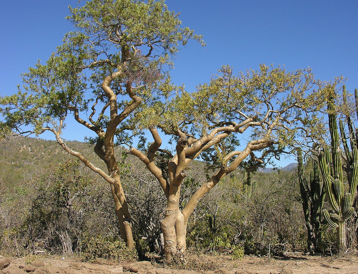 Cuajiote colorado de tronco grueso y pálido junto a un cardón, en el desierto.