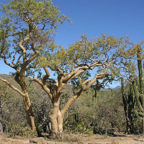 Cuajiote colorado de tronco grueso y pálido junto a un cardón, en el desierto.
