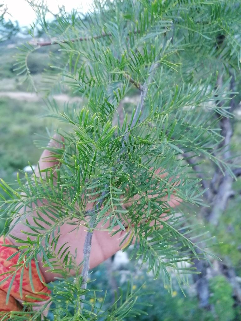 Una mano sostiene una rama de cuajiote colorado con la hoja pinnada y fina.