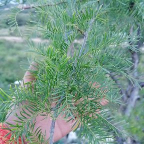 Una mano sostiene una rama de cuajiote colorado con la hoja pinnada y fina.