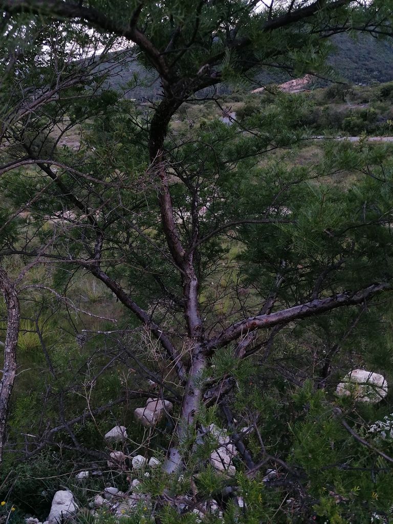 Cuajiote colorado de ramas retorcidas creciendo entre la roca de una ladera.