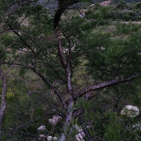 Cuajiote colorado de ramas retorcidas creciendo entre la roca de una ladera.