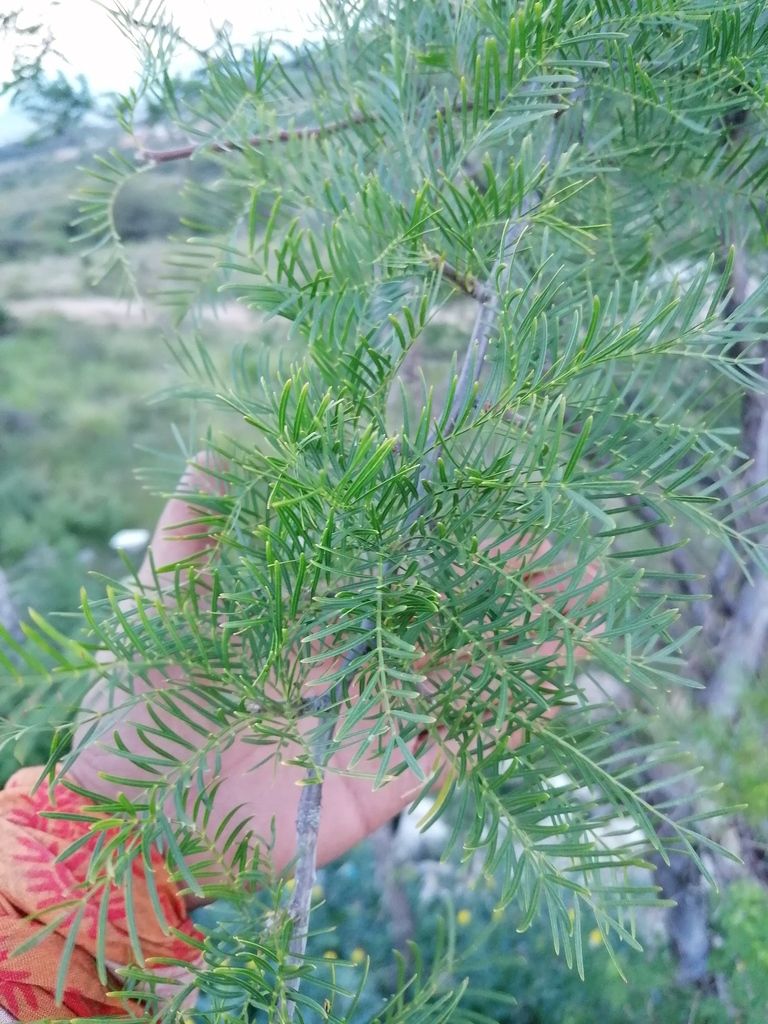Follaje pinnado y verde claro de cuajiote colorado sostenido a contraluz.