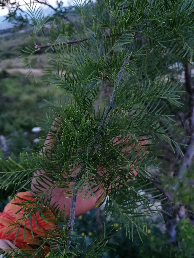 Hoja pinnada de cuajiote colorado con el matorral seco desenfocado detrás.
