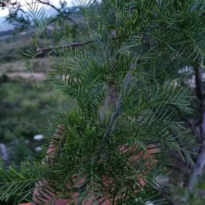 Hoja pinnada de cuajiote colorado con el matorral seco desenfocado detrás.