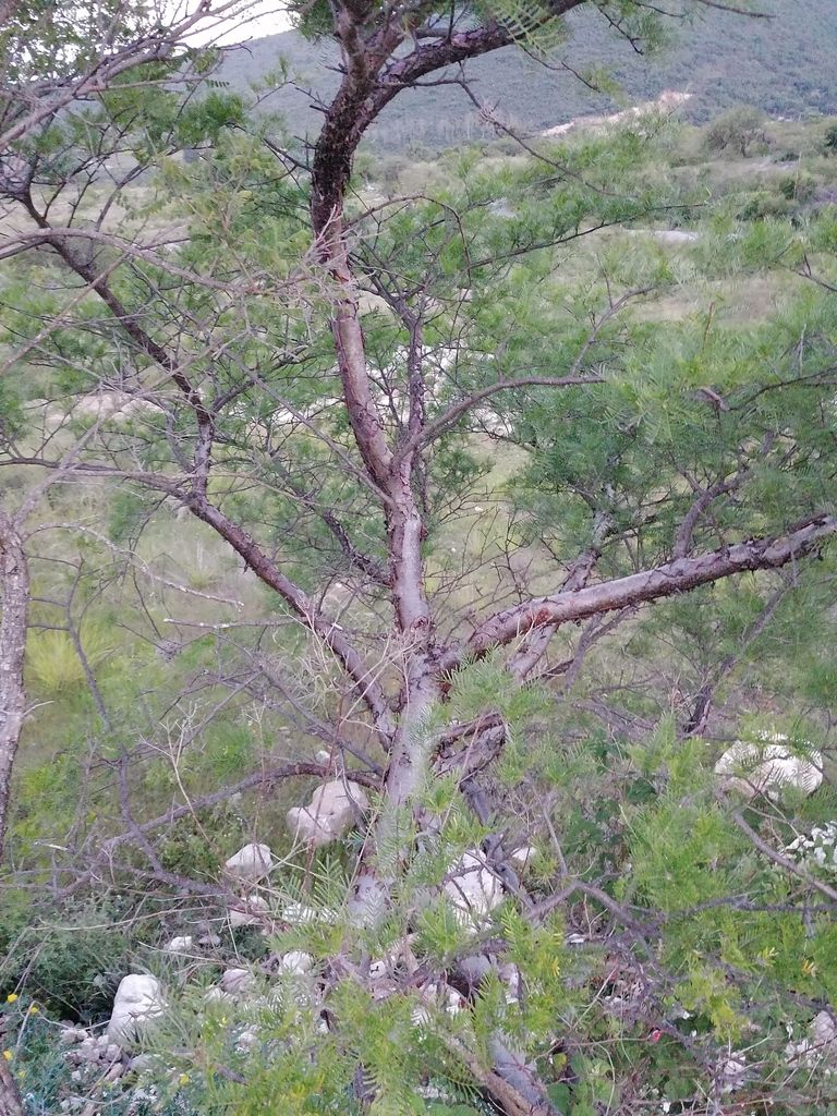 Cuajiote colorado de tronco claro y ramas abiertas en un matorral de ladera.