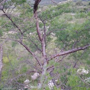 Cuajiote colorado de tronco claro y ramas abiertas en un matorral de ladera.