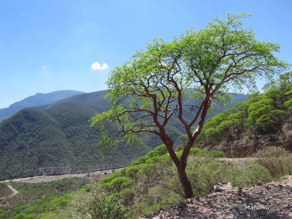 Cuajiote colorado solo en una ladera seca, con la sierra al fondo y el cielo azul.