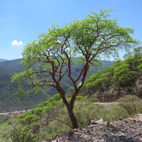 Cuajiote colorado solo en una ladera seca, con la sierra al fondo y el cielo azul.