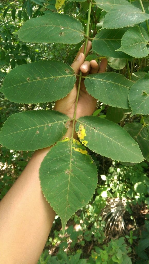 Una mano sostiene una hoja pinnada de tecomaca con los folíolos aserrados.