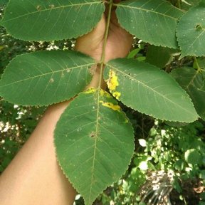 Una mano sostiene una hoja pinnada de tecomaca con los folíolos aserrados.