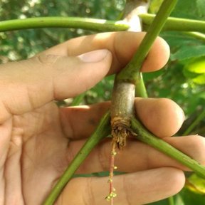 Una mano sostiene una ramilla de tecomaca con la inflorescencia menuda colgando.