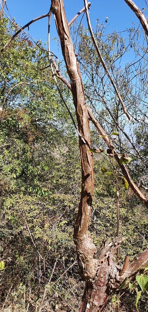 Tronco de tecomaca con la corteza desprendiéndose en papel, en el monte seco.