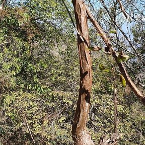 Tronco de tecomaca con la corteza desprendiéndose en papel, en el monte seco.