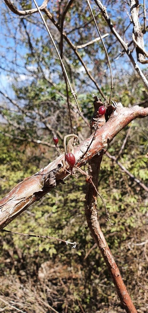 Frutos rojizos de tecomaca prendidos a una rama de corteza descascarada.