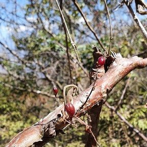 Frutos rojizos de tecomaca prendidos a una rama de corteza descascarada.