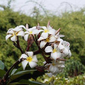 Ramillete de flores blancas de centro amarillo de cacaloxóchitl entre el follaje.