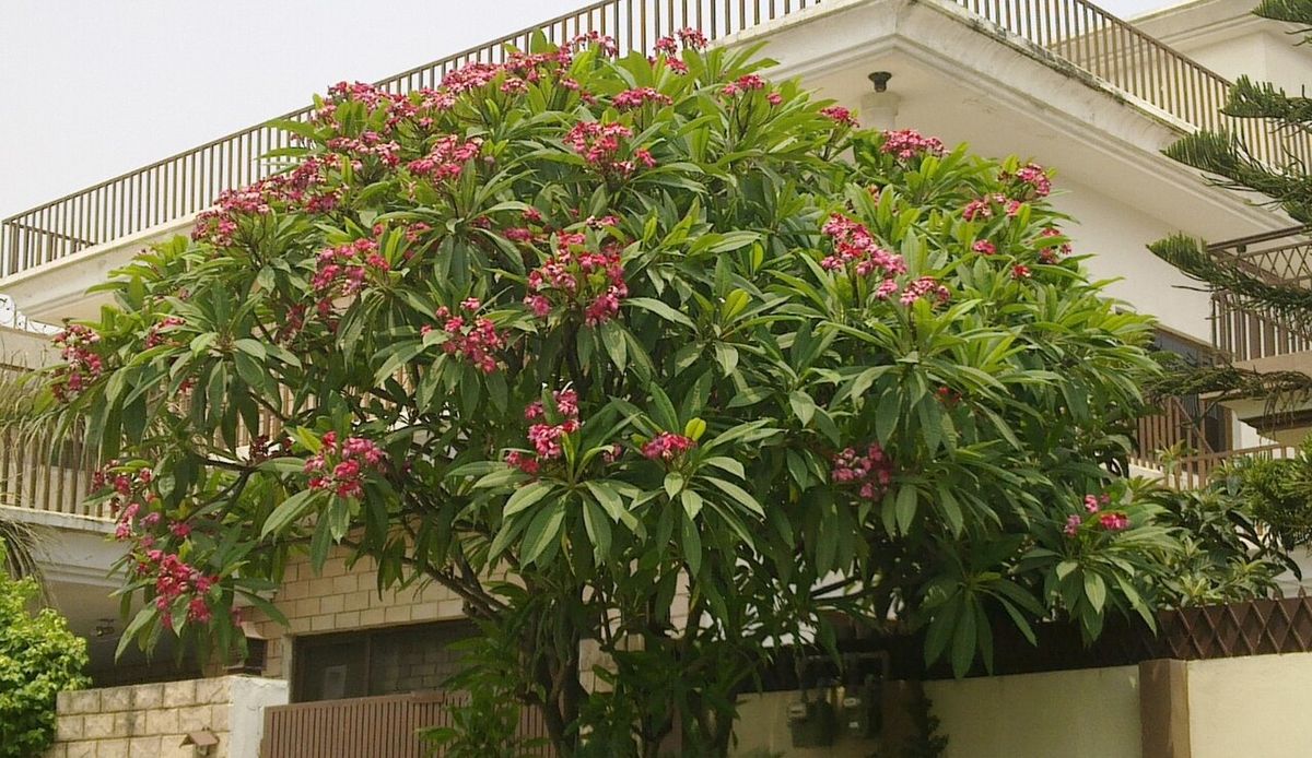 Cacaloxóchitl entero cubierto de flor rosa, junto a la fachada de una casa.