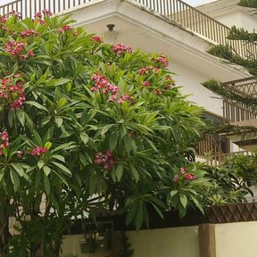 Cacaloxóchitl entero cubierto de flor rosa, junto a la fachada de una casa.