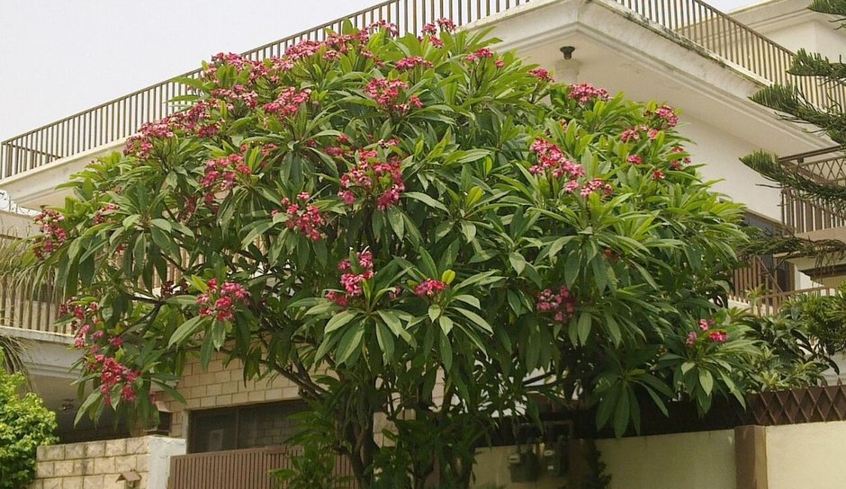 Cacaloxóchitl entero cubierto de flor rosa, junto a la fachada de una casa.