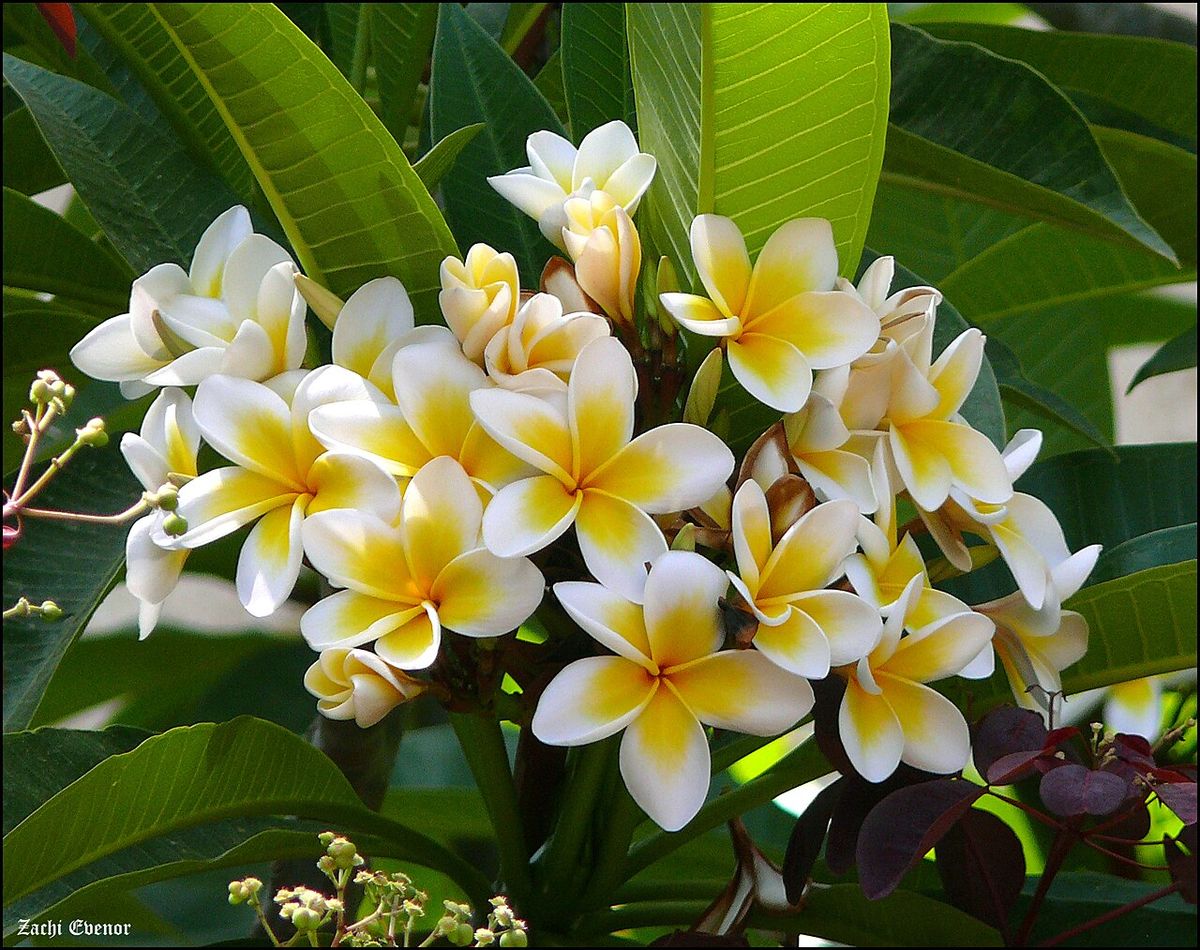 Flores de cacaloxóchitl abiertas en racimo, blancas con el centro amarillo.