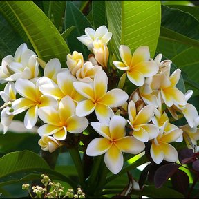 Flores de cacaloxóchitl abiertas en racimo, blancas con el centro amarillo.