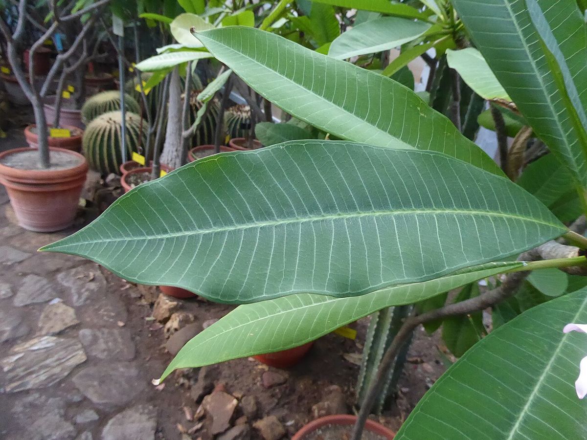 Hojas largas y nervadas de cacaloxóchitl en un jardín con macetas y cactus.