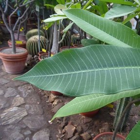 Hojas largas y nervadas de cacaloxóchitl en un jardín con macetas y cactus.