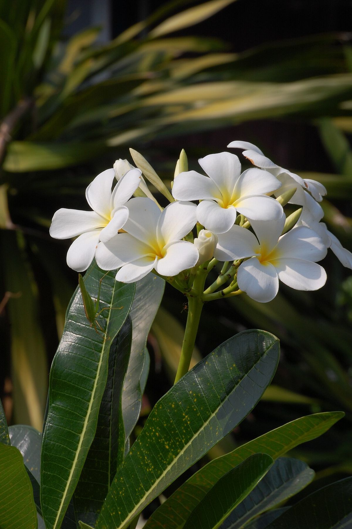 Flores blancas de cacaloxóchitl entre hojas oscuras y lustrosas.