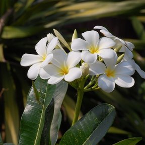 Flores blancas de cacaloxóchitl entre hojas oscuras y lustrosas.