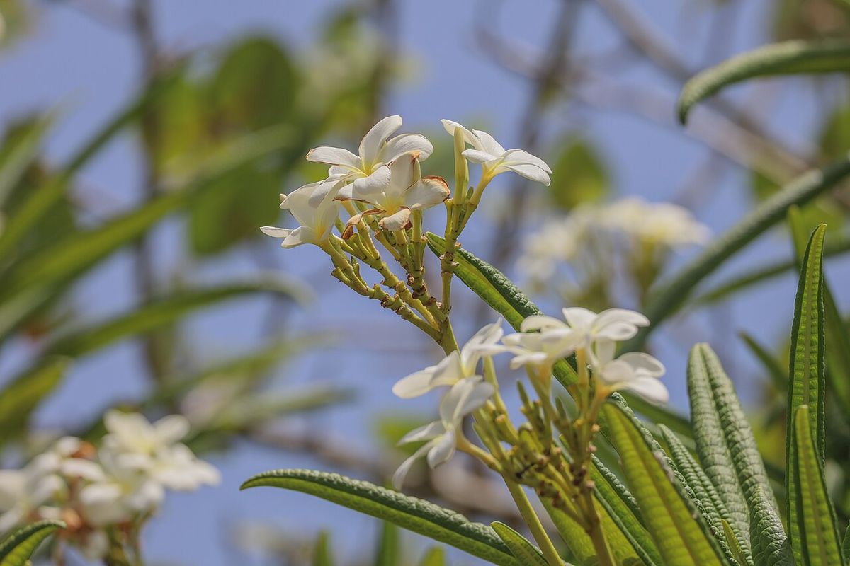 Flores de cacaloxóchitl color crema abiertas contra un cielo azul claro.